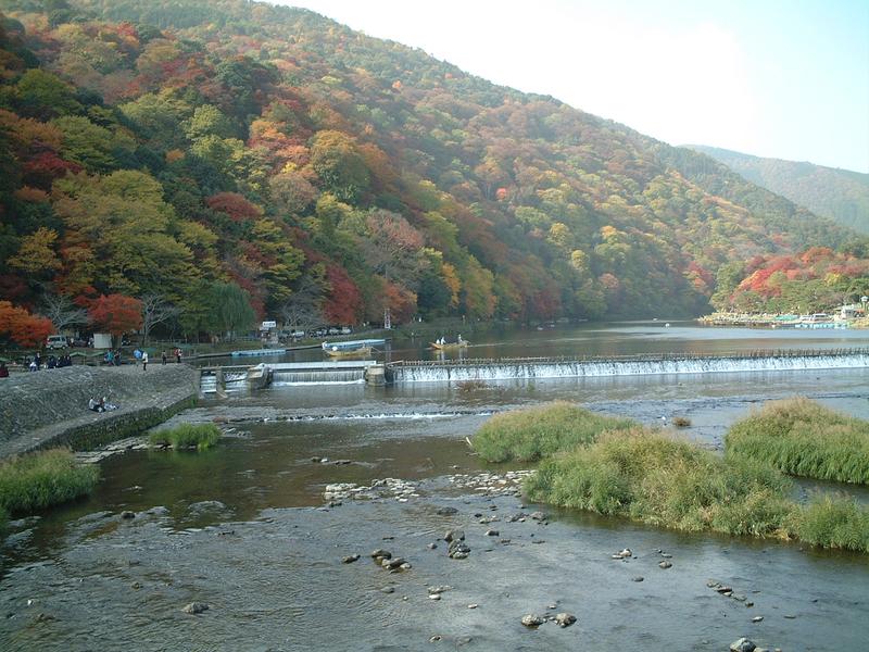 Towering bamboo of the Arashiyama grove